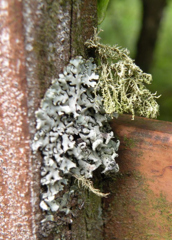 Licheni in un giardino in montagna